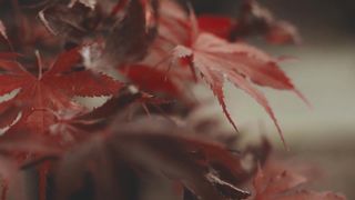 "Eternal Elegance: Capturing the Essence of Landscapes"