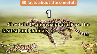 50 Facts about cheetah