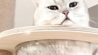 funny cat moment #02