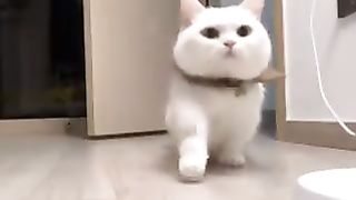 A carefree cat