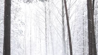 "Untamed Elegance: A Visual Ode to Natural Beauty"