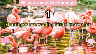 50 Facts about flamingo