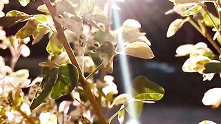 "Solitude and Serenity: A Glimpse into Nature's Heart"