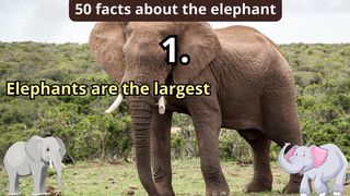 50 Facts about elephant