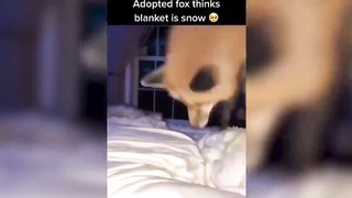 Fox — Hilarious And Cute Videos And Tik Toks Compilation 2
