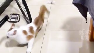 FunnyVideo #7