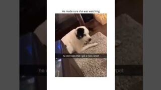 UNUSUAL MEMES COMPILATION V11