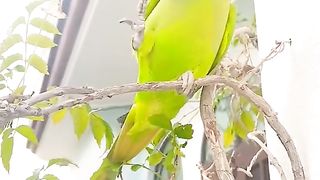 Zabar dasit video calip