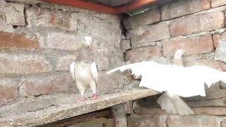 Lakha golden breeder pair pigeon beautiful