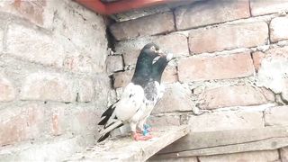 Tadeey Beautiful pigeon breeder pair best flying tadeey