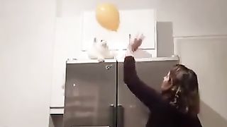 Funny Cats 58