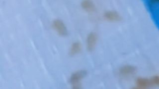 Begini bentuk LARVA LELE yang baru menetas, unyu-unyu banget