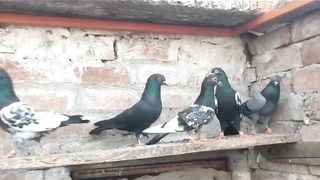 Beautiful pigeon zakh rampuri blue breeder pair