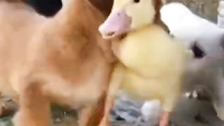 Ketika anak angsa di tolong oleh seekor anak anjing