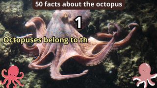 50 Facts about octopus
