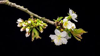 flower 9