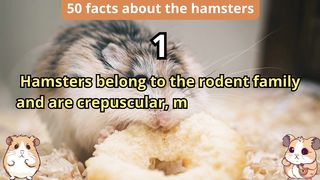 50 Facts about hamsters