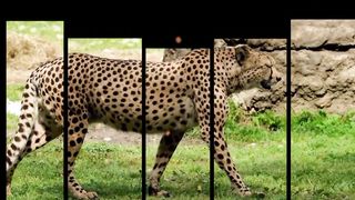 तेंदुआ जंगल में अन्य जानवरों के साथ कितना खतरनाक करता है,