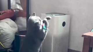FUNNY CATS and DOGS & other ANIMALS New Funniest Animals
