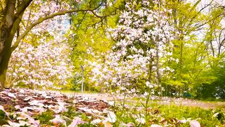 HD flower video _ Amazing nature _ Free HD videos - no copyright