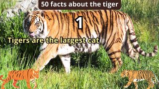 50 Facts about tiger