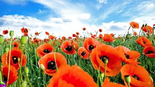 (No Copyright) Relaxing Music - Meditation Music- Workout, Yoga, Spa, Study