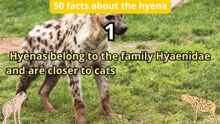 50 Facts about hyena
