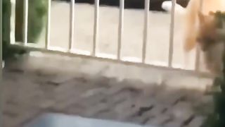 Cute & Funny Meilleure vidéo d'animaux les plus drôles