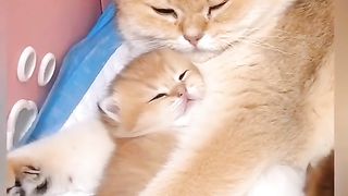 O amor dos gatos é maravilhoso