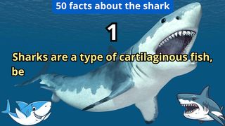 50 Facts about shark