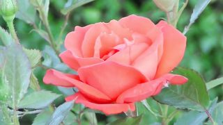 No Copyright) Relaxing Flute Music- Relaxing Meditation Music- Relaxing Sleep Music-Music