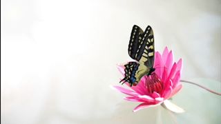 (No Copyright) Relaxing Music- Relaxing Meditation Music- Relaxing Sleep Music-No Copyright Music