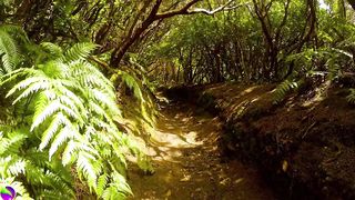 (No Copyright) Relaxing Music-Relaxing Jungle Sound With Birds, Nature -Meditation & Stress Relief