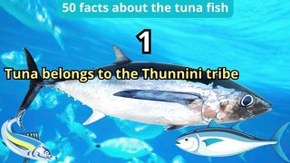 50 Facts about tuna fish