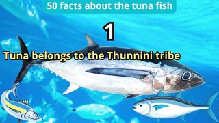 50 Facts about tuna fish