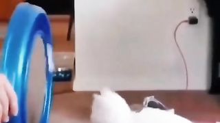 cute funny animal videos