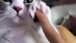 cute hilarious pets 2