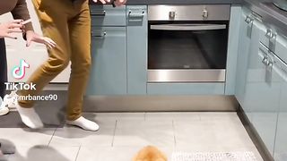 CAT TIKTOK