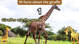 50 Facts about giraffe