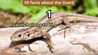 50 Facts about lizard