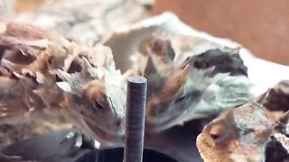 Funny Komoda Dragon Viral Video