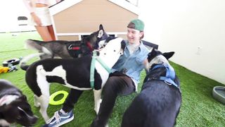 I ADOPTED 100 PETS!!