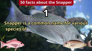 50 Facts about snapper