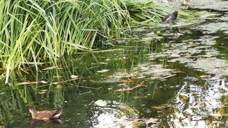 "Immersive Nature Experience: A Journey Through the Serenity of the Outdoors"