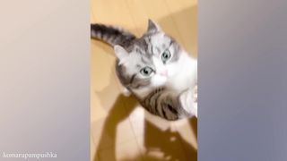 Super CUTE and FUNNY Munchkin Cats