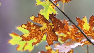 leaves in the forest