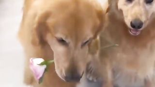 Funny Dog Viral Video 60