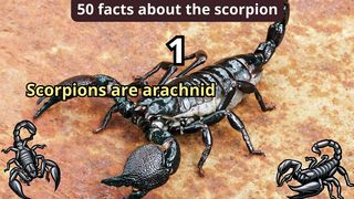 50 Facts about scorpion