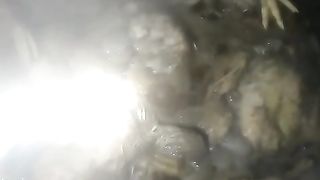 Ini pakan lele andalan, murah, yang penting kita rajin nyari dan mau mengolahnya