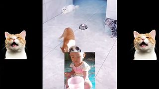 Komedi kucing lucuu 2